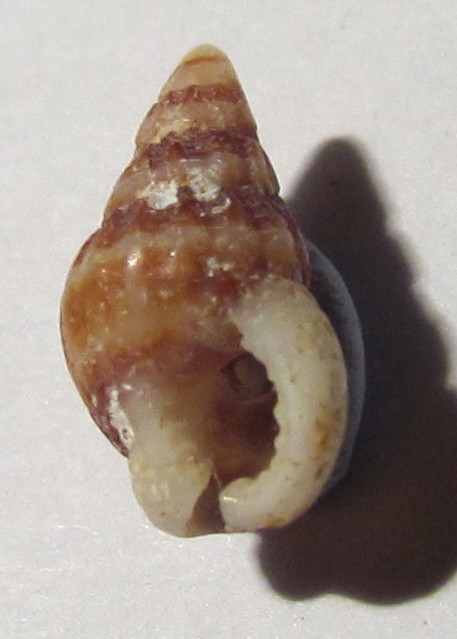 Nassariidae ?